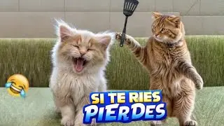 Los PERROS y GATOS más GRACIOSOS del mundo | Try not to laugh | Cat & Dog funniest
