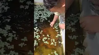 albi kasi makan ikan #trendingshorts #shortvideo