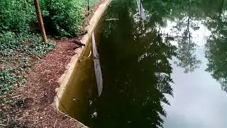 Жажда😜Thirst #birds #nature #new #crow #bulgaria #lake #animals #water #park #autumn #птици  #shorts