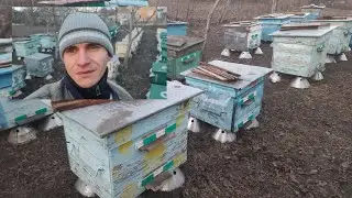 Как зимуют пчелы в деревьяных ульях? Печально!