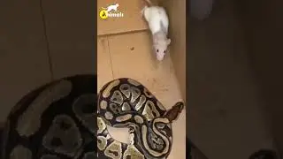 Snake Eats Rat #shorts