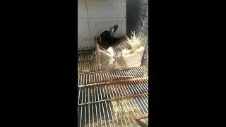 Extreme Heat Rabbit Care