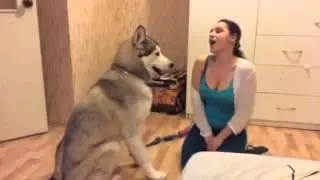 Маламут поёт
