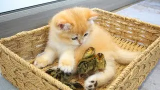 Kitten Loki greets tiny birds for the first time