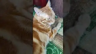 кот АЛЕКС ❤❤ Музыкальный cat ALEX ❤