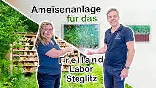 ANTSTORE in the outdoor laboratory Steglitz - Messor barbarus setup