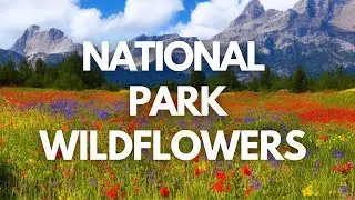 Exploring Beautiful Wildflowers: 10 National Parks to Add to Your Travel List -- Travel Video