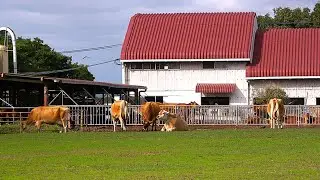 4K【兵庫県小野市/共進牧場/2024】10/20(日)☆ジャージー牛の放牧