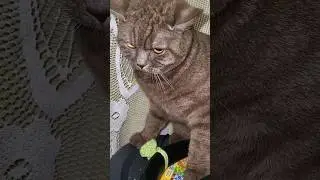 Кот атакует! 😬