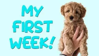 MY FIRST WEEK! | Flip the Australian Labradoodle