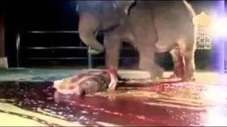 Fil Dogum Yapiyor   Elephant is Giving Birth