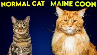 Maine Coon Cat Vs Normal Cat - So Different You'll Be SHOCKED