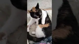 7 Minutes of Total Relax 😻😺😼♥️
