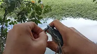 Best hook fishing in village - Fish catching hook in water pond - best Hook Hook