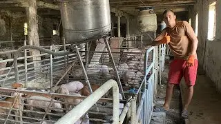 🤫ЦЕ СТАЛОСЬ!🤭СВИНОФЕРМА🐖/ВІДГОДІВЛЯ✅