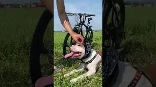 Строгое воспитание Амстафф 