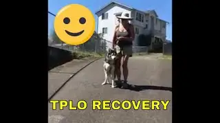 Husky Six Weeks after TPLO (Raw Uncut Version)