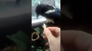 Baby Magpie (Gwen)
