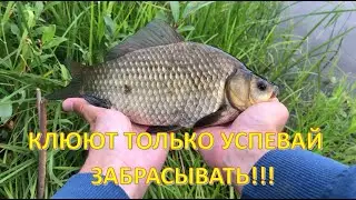 НАПОРОЛ КАРАСЯ 2.0. Ловля карася на удочку! Рыбий жир