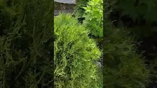 Новый мини сад»Моё притяжение» 06.06.2024 