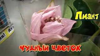 Оби 11 03 2020