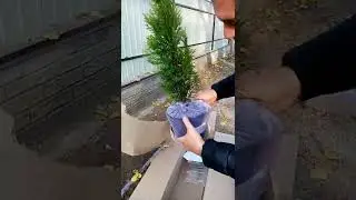 Отзыв Агромаркет ( Відгук) Орляк, папоротник, Туя Смарагд Вітбонт
