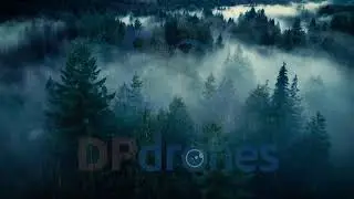 STOCK FOOTAGE PNW Fog Forest