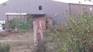 Coastal BlackTail Deer City Life