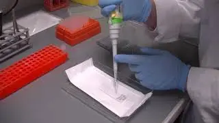 MOOC Cytogenetics 4/5 : Telomere and Centromere FISH staining