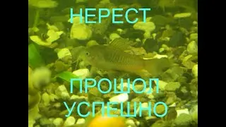 Нерест золотистых сомов.