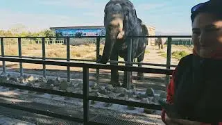 Парк львов 