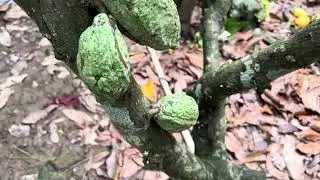 可可樹 可可豆 農場