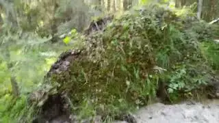 Прогулка в лес,мои первые грибы в этом году это было здорово
