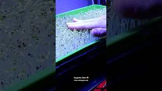 🌱 BEAUTIFUL Soilless Spicy Salad Microgreens: Growing Without Soil!