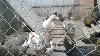 Мараны на прогулке