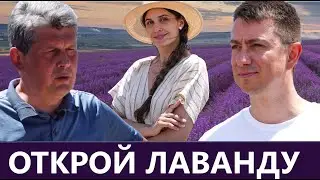 Сколько литров эфирного масла дают самые крупные поля лаванды в стране.Аномальный год, ранняя уборка