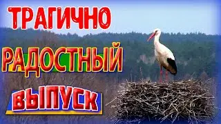 Трагично динамично радостный выпуск с лесного дома на реке. Художник в ДЕРЕВНЕ