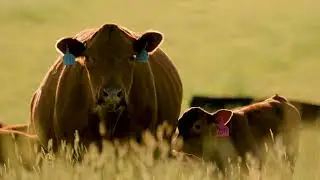 Cattle Ranchers Who Care About Soil Health