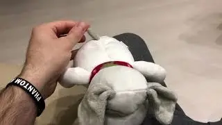 Пёс Тэодор