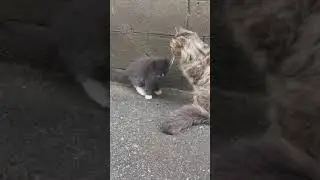 Марусины котята ч.2