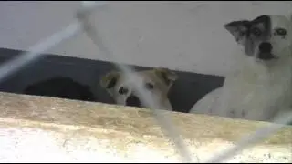 Cão Sem Dono - Nossos Amigos