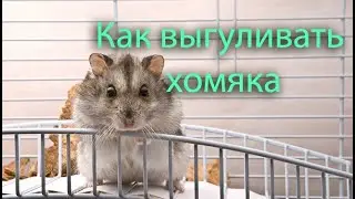 Как правильно выгуливать хомяка