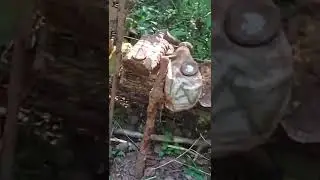 они погибли за родину