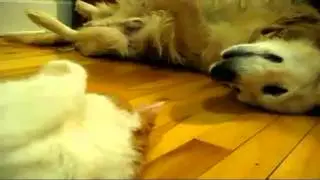 Cats and dogs "chien et chat" "chiens et chats"