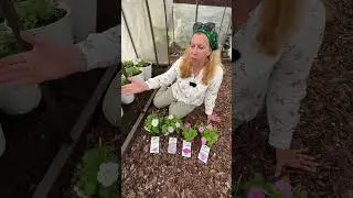 Идеальные петунии для маленького участка | 