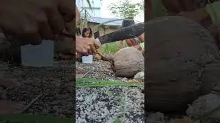 coconut, 1st step to make copra(coconut oil)