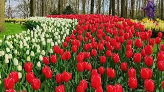 Keukenhof in the Netherlands