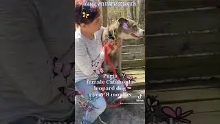 Paris | Animal Welfare Association | Animal Shelter in New Jersey