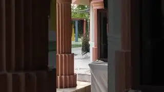 In Pratishtan a Real Peacock Came to Shree Matajis  Peacock Room and enjoyed shree Matajis Aarti😇