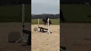 Ozzie just continues to impress! What a wonderful 4 yr old stallion!